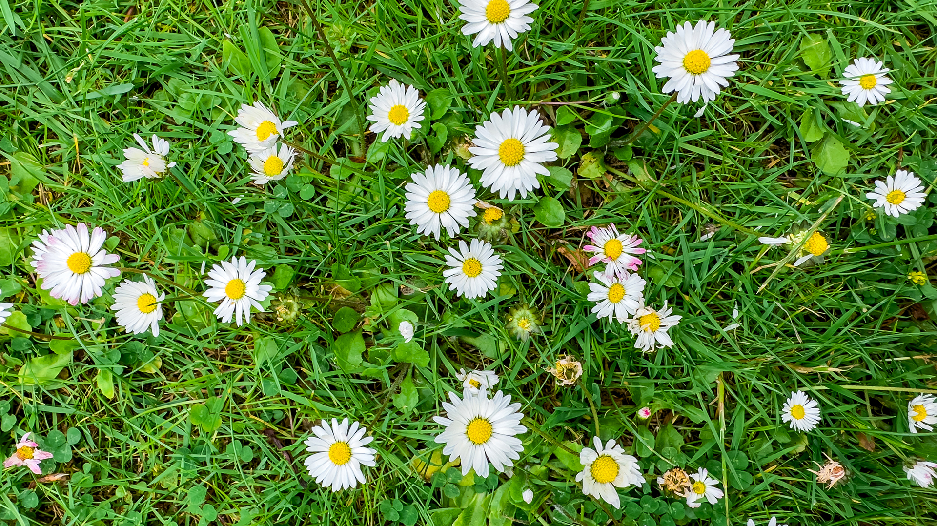 surface-green-grass-with-daisies-seen-from-resize